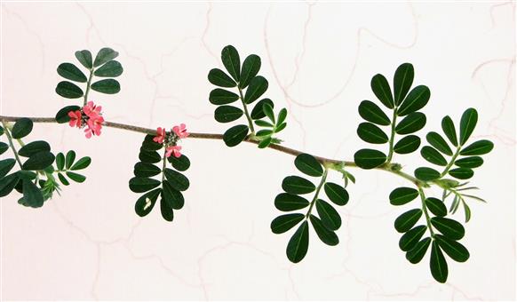 Indigofera linnaei